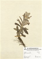 藏品(紅面番)的圖片